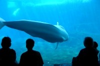 Vancouver Aquarium